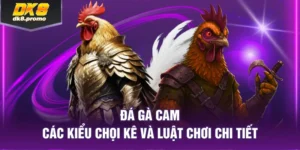 đá gà cam