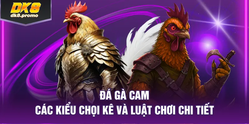 đá gà cam